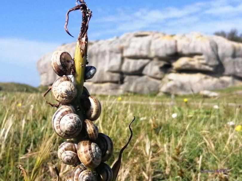 Chez Jeanne Villa Plouguerneau Dış mekan fotoğraf
